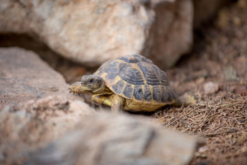 Tortue de terre sur des rochers