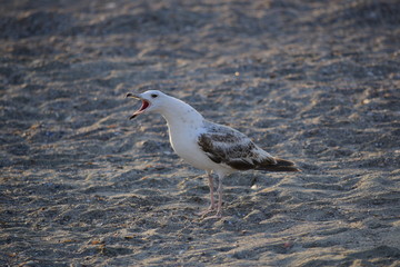Seagull cry