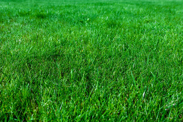 Fototapeta premium Green abstract background - natural grass lawn in close-up ( high details)