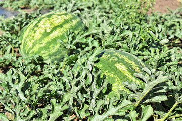 Watermelon farmland