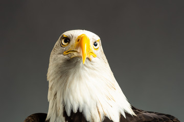 Portrait of the head of an American Bald Eagle ( Haliaeetus Leucocephalus ) seen from below taken in a photo studio Bird of prey predator