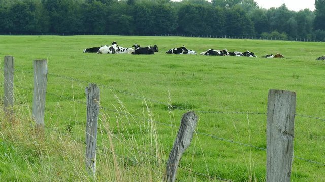 K&uuml;he auf einer Weide