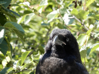 Casey Jones car, motorized pop-car used by employees of the White Pass and Yukon Route railway to patrol the track before the trains left the station, and transport workers.
