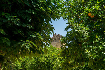 Fototapeta premium Spain, Cordoba, TREES AGAINST CLEAR SKY