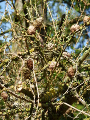 Natur
