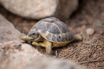 Tortue de terre en gros plan