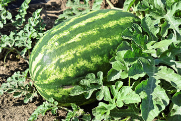 Obraz premium Watermelon farmland