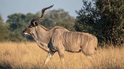 Kudu in african bush