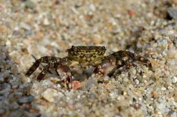 crab in the sand
