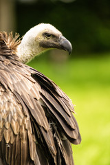 Closeup portrait of a white-backed vulture ( Gyps Africanus ) outdoors with a green background bird of prey