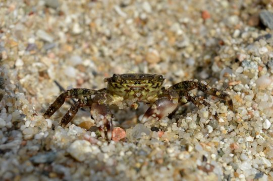 crab in the sand
