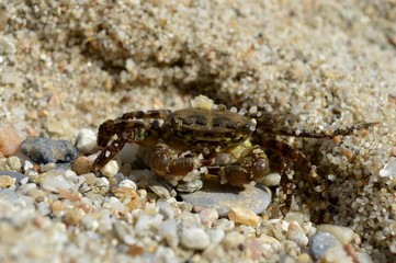 crab in the sand
