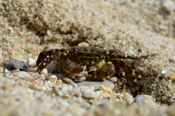 crab in the sand
