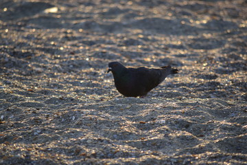 Dove on beach on evening time