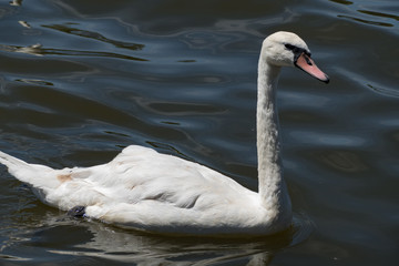 elegant whote swan on the lake