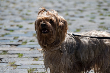cute small yorkshire terrier dog