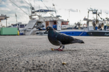 Piegon en gros plan sur le port