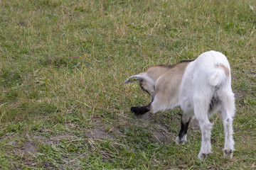 Obraz premium Goat at Visit farm in Trondheim Norway - Voll gård – The entire town's farm