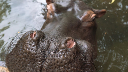 Hippo up close on face, hippo jessica is famous for being raised by humans. 