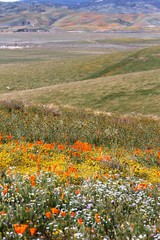 Poppy field _ AntelopePoppyPreserve_CA