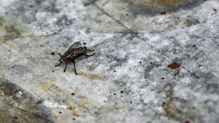 Fliege Brachycera close up