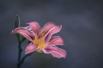 Grande fleur orange (Hémérocalle)