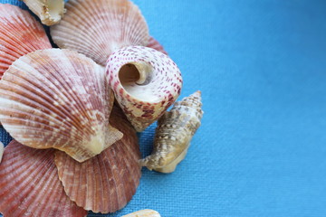 composition of exotic sea shells of different forms on a blue background. top view.
