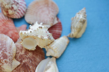 composition of exotic sea shells of different forms on a blue background. top view.