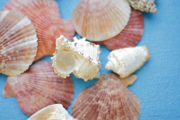 composition of exotic sea shells of different forms on a blue background. top view.