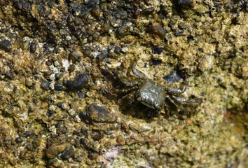 crab on the wall

