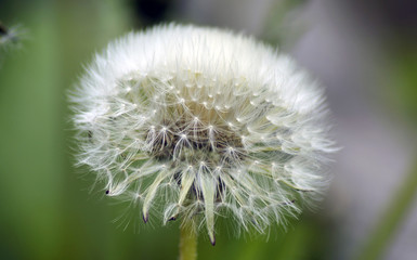 dandelion