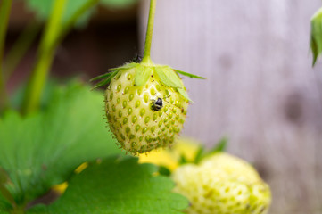 Erdbeeren in einer Holzkiste 