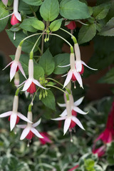 Fuchsien (Fuchsia) im Blumentopf