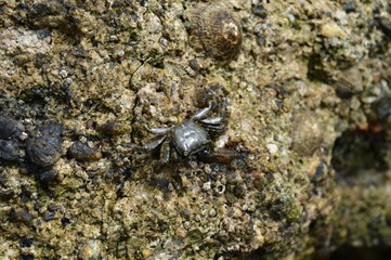 crab on the wall

