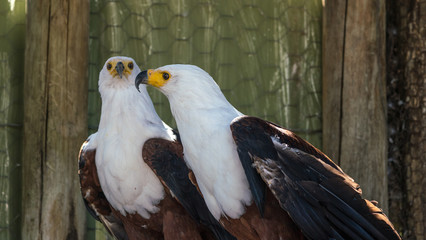 Fish eagles in a pen in bird rehab center
