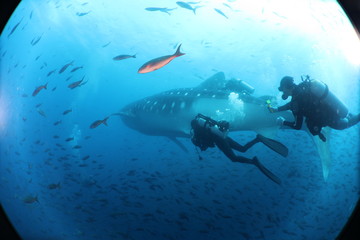 Fototapeta na wymiar Unedited scuba divers with whale shark in galapagos, darwin island