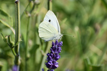 A beautiful white brimstone butterfly on a colorful lavender blossom
