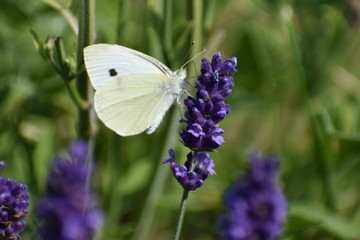 A beautiful white brimstone butterfly on a colorful lavender blossom
