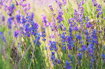  flowering lavender in the field