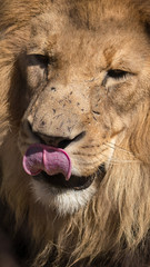 Male lion in close up in South africa