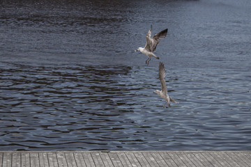 The flight of seagulls over the sea, against the background of the water.