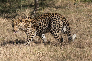 Leopard standing in a grassy firld in south africa