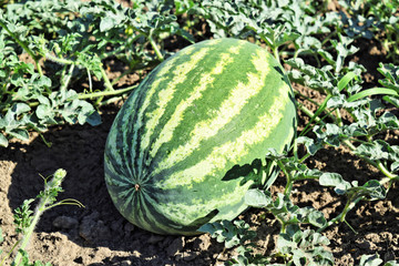 Watermelon farmland