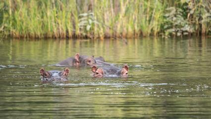 Hippos in the water looking at camera in Africa