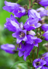 Blue bell-shaped flowers, wood hyacinths, in a tangle of green grass bloom in the spring.