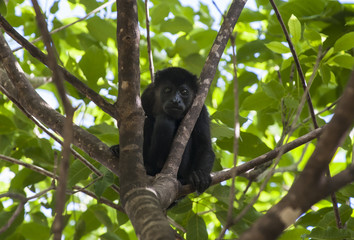 Young Howler Monkey Peers From Mango Tree