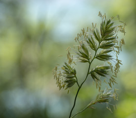 Blühendes Gras, Makro / Nahaufnahme