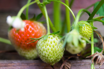 Erdbeeren in einer Holzkiste 