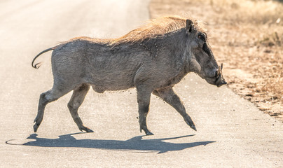 a wart hog crossing the road with elegant feet and nice shadows. 