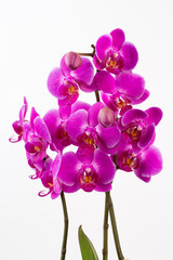 Beauty orchid on a white background.
